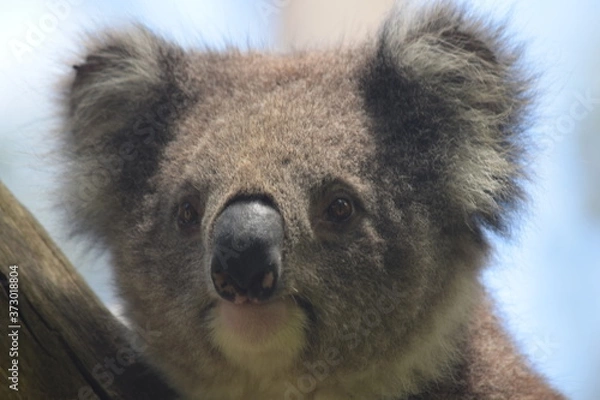 Obraz koala face close up