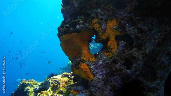 Obraz Window through the coral
