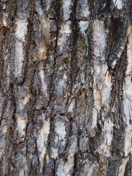 Fototapeta tree bark texture