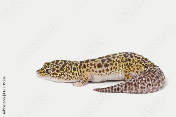 Fototapeta Leopard gecko isolated on white background