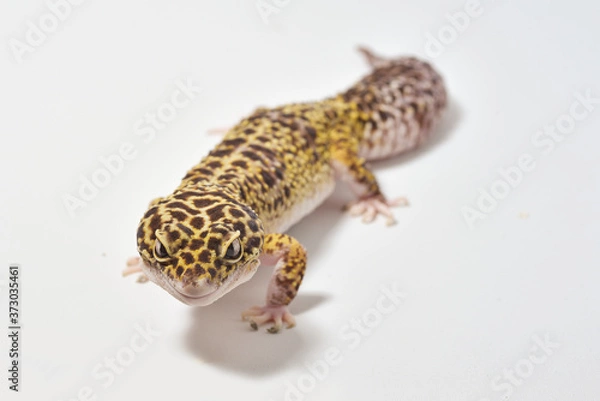 Fototapeta Leopard gecko isolated on white background