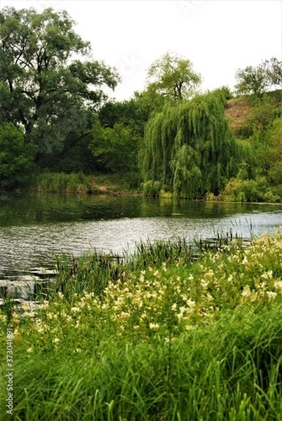 Obraz pond in the park