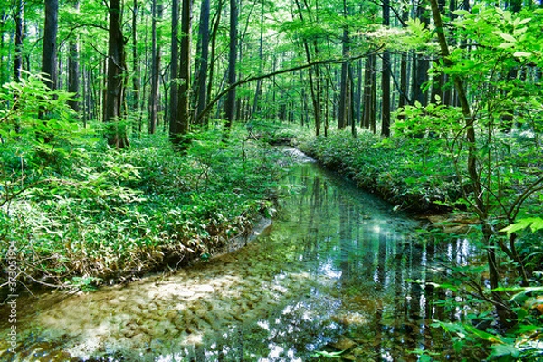 Obraz 上高地　森林