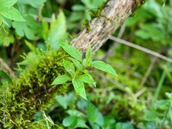 Obraz 伊吹山で見つけた苔むした枝で育つ若葉＠滋賀