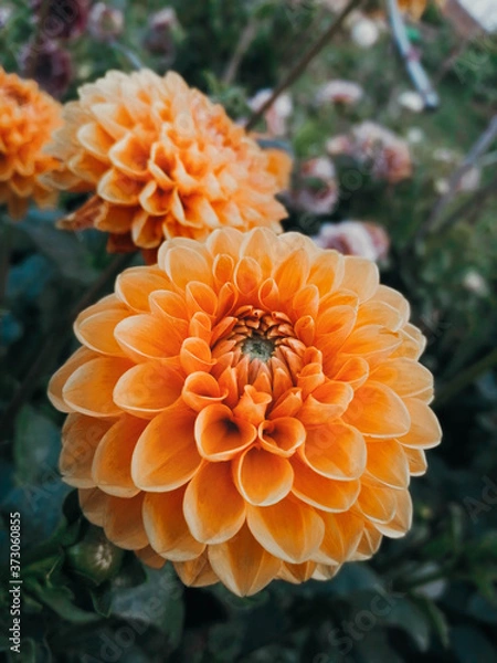 Obraz Orange dahlia in the garden