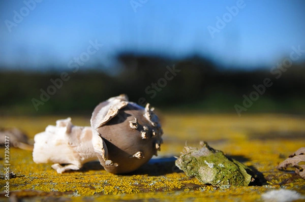 Obraz Champignon Automne