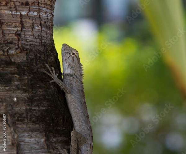 Obraz hunting lizard