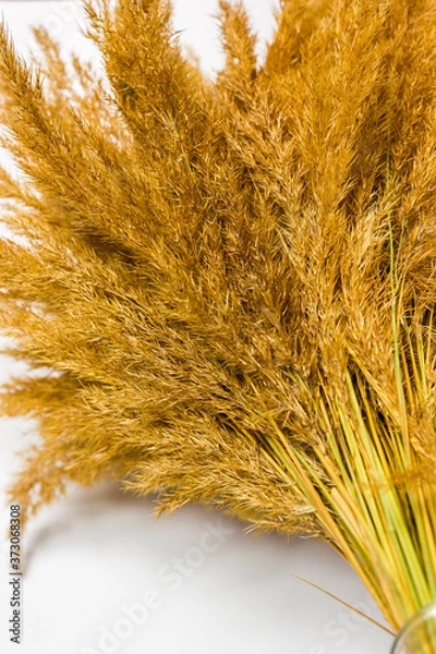 Fototapeta Dry grass and herbs background. Beautiful background with silhouette of field grass and flowers. 
Wildflowers. Wild grass.
Ripe wheat ears in a field. Wheat field.EarRipe wheat ears in a field. 