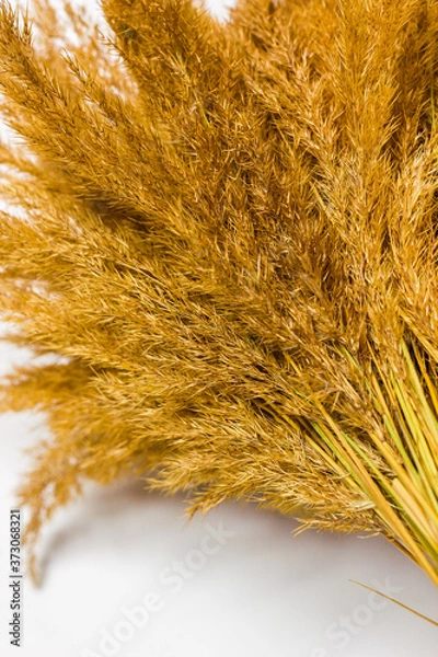 Fototapeta Dry grass and herbs background. Beautiful background with silhouette of field grass and flowers. 
Wildflowers. Wild grass.
Ripe wheat ears in a field. Wheat field.EarRipe wheat ears in a field. 