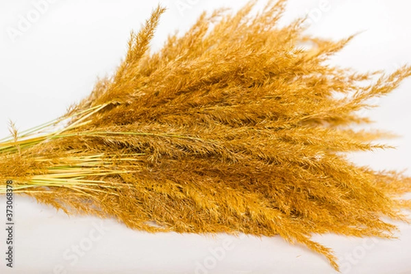 Fototapeta Dry grass and herbs background. Beautiful background with silhouette of field grass and flowers. 
Wildflowers. Wild grass.
Ripe wheat ears in a field. Wheat field.EarRipe wheat ears in a field. 