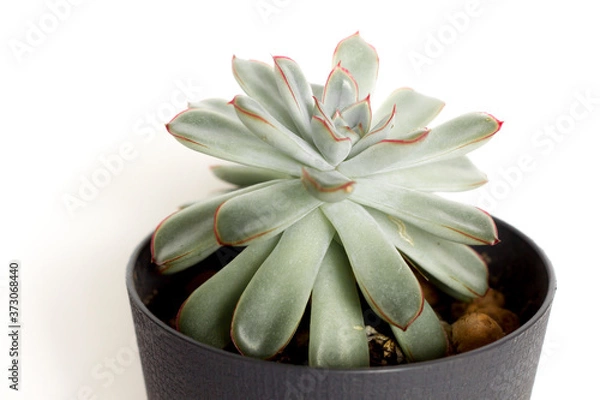 Fototapeta Succulents cactus in a desert botanical garden. Succulents. Cactus for decoration. Closeup of a succulent cactus plant. Cactus on a white background.
