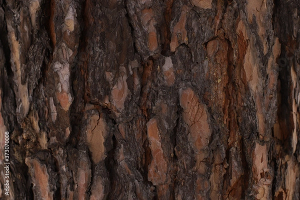 Obraz Beautiful real bark texture