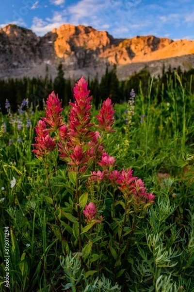 Obraz red rock canyon