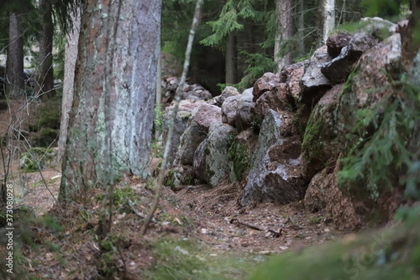 Fototapeta Wall of wild stone Scottish dyke surrounded by forest and firs