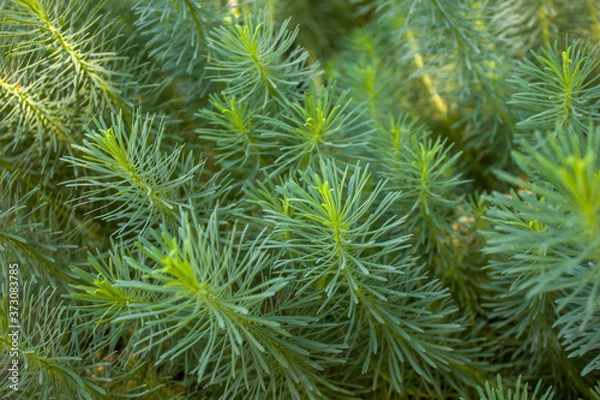 Obraz green pine needles