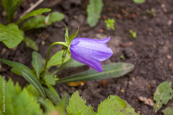 Fototapeta niebieski kwiat w ogrodzie