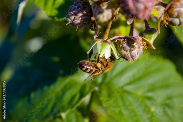 Obraz bee on a flower