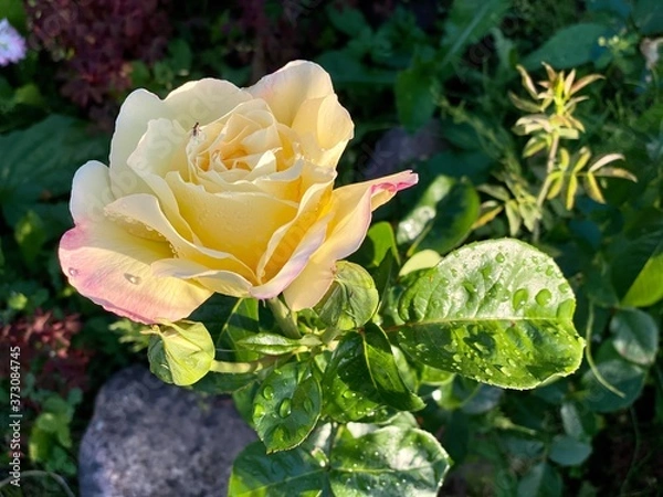 Obraz yellow rose in garden