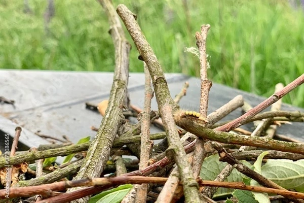 Fototapeta dead tree stump
