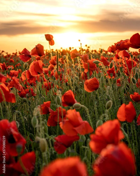 Fototapeta Never Forget