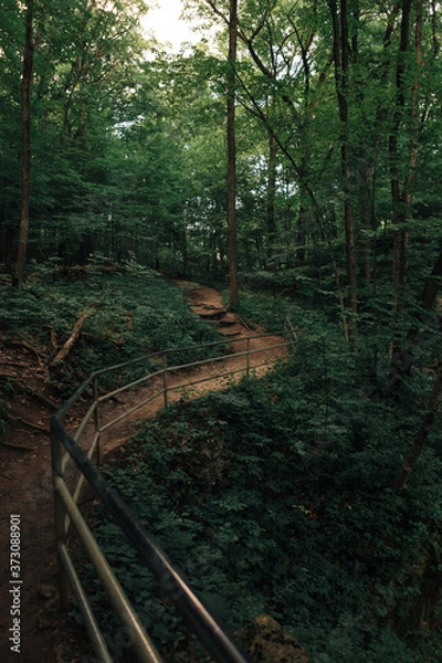 Obraz forest trees. nature green wood sunlight backgrounds.