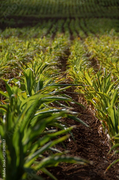 Obraz green rice field