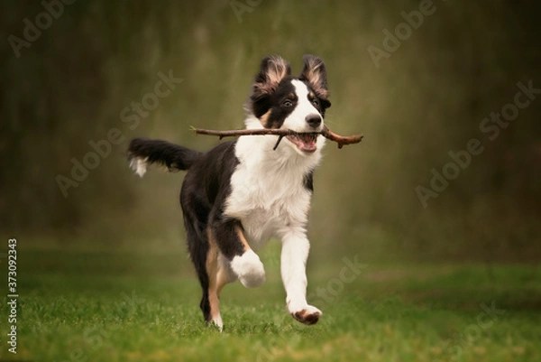 Obraz Border Collie