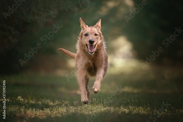 Obraz Golden Retriver