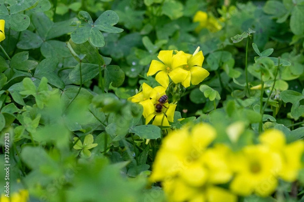 Fototapeta Tall Wood Sorrel (Oxalis europaea) with a bee (Apis mellifera) collecting pollen from inside. all in a partially unfocused environment