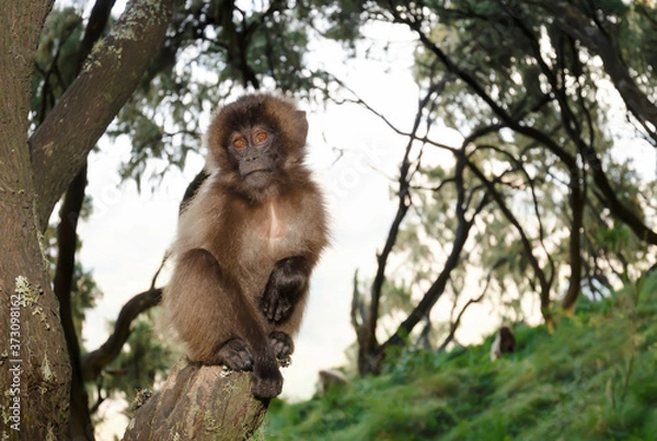 Fototapeta Baby Gelada monkey sitting on a tree branch
