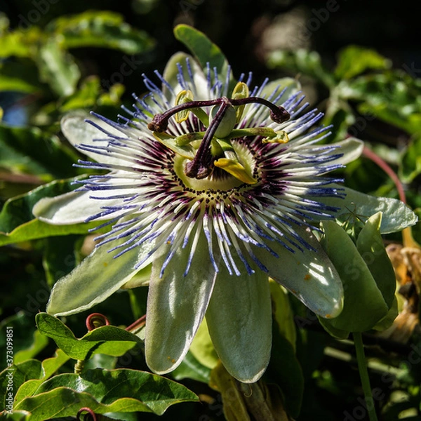 Obraz Passiflora