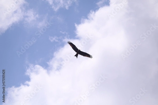 Obraz seagull in flight