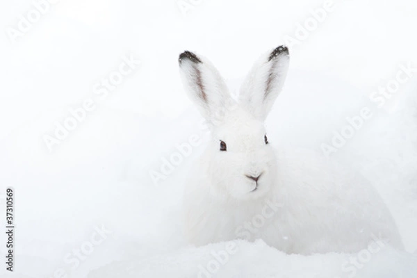 Obraz Mountain Hare (lat. Lepus timidus)