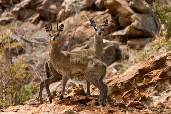 Fototapeta Klipspringer on the rocks (Oreotragus oreotragus)