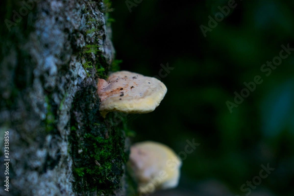 Obraz mushroom on a tree