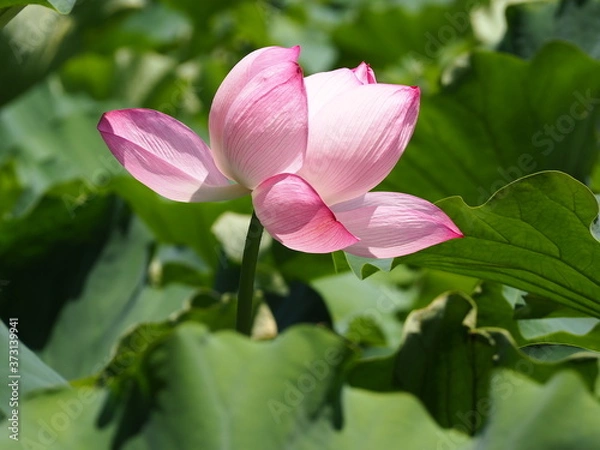 Fototapeta ピンク色の蓮の花がある風景