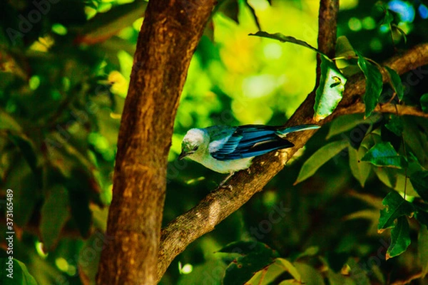 Obraz Blue bird on tree branch