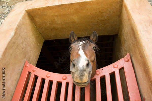 Obraz Brown horse at the stable