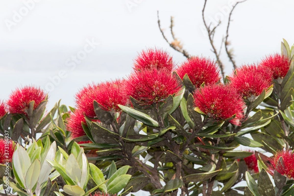 Fototapeta Close up view of pohutukawa flowers in bloom.
