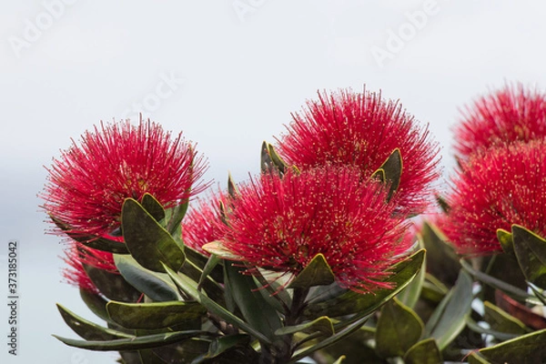 Fototapeta Close up view of pohutukawa flowers in bloom.