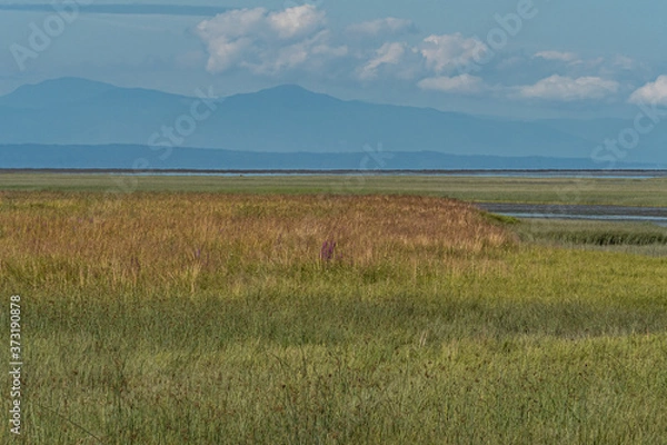 Fototapeta wetland by the river filled with tall green grasses and mountains under clouds over the horizon