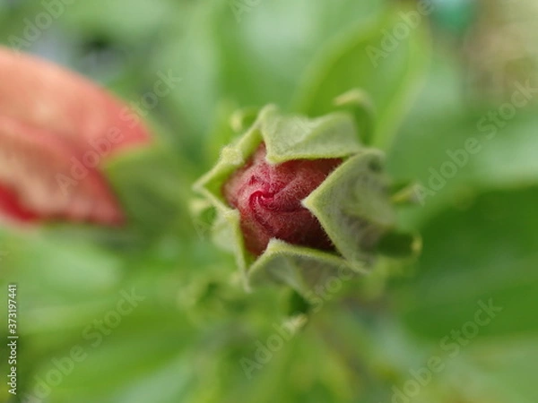 Fototapeta ハイビスカスの赤い星形の蕾