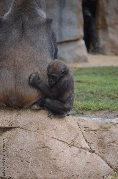 Fototapeta Baby gorilla 