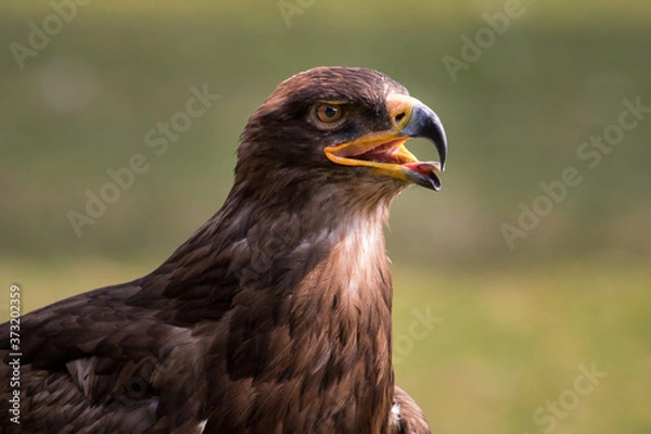 Obraz close up of a golden eagle