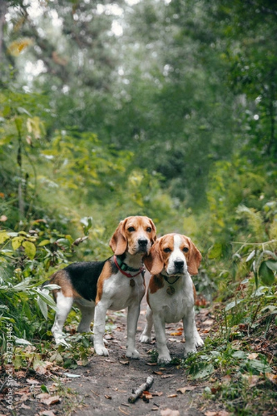 Fototapeta Two puppy dog beagle walks cheerful and happy through the forest on a summer evening