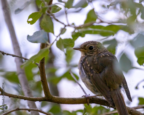 Obraz redbreast on a branch