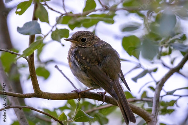 Obraz redbreast on a branch