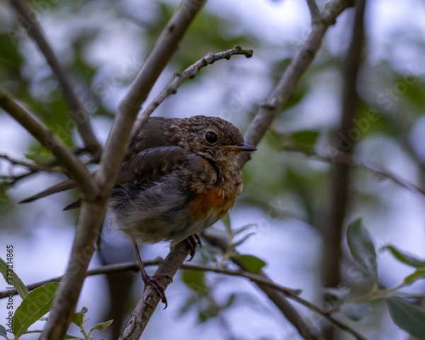 Obraz redbreast on a branch