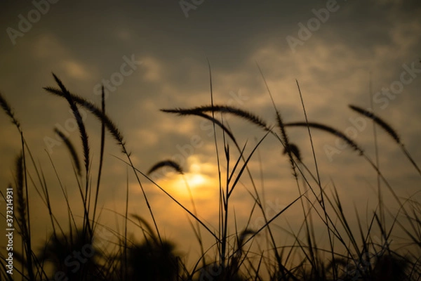Fototapeta The grass in the setting sun is about to set, warming the heart