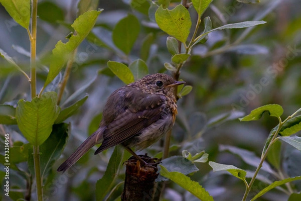 Obraz redbreast on a branch